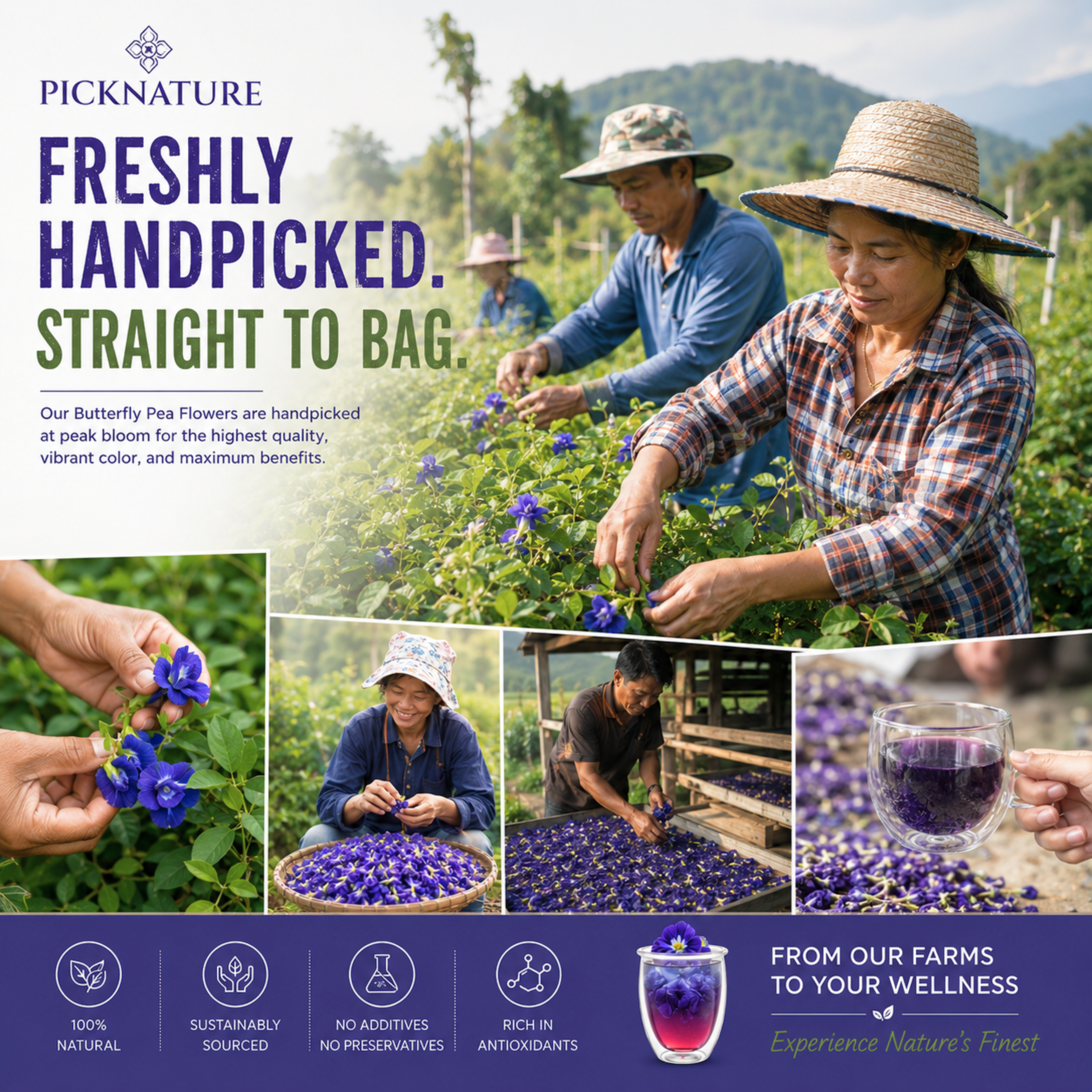 Butterfly Pea Tea | 1.05 oz Pack | Calming, antioxidant-rich floral tea