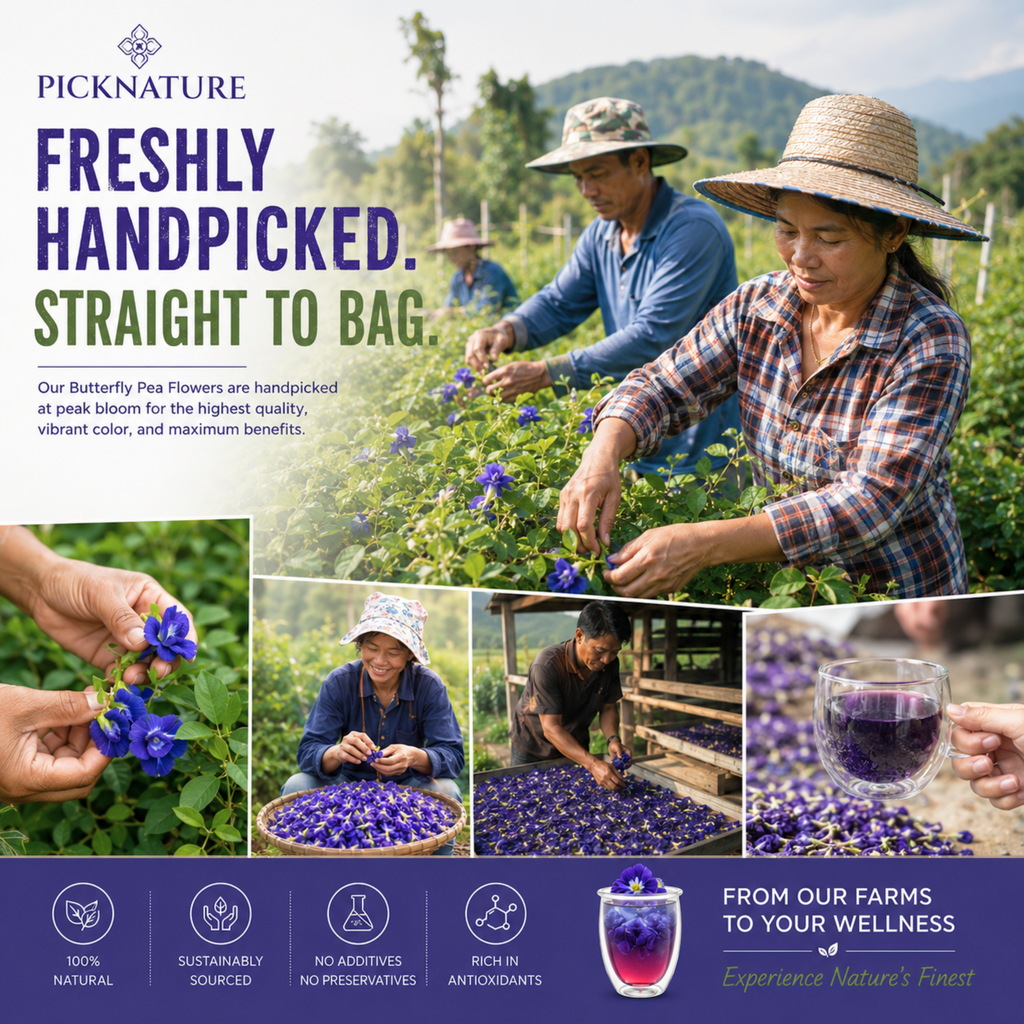 Butterfly Pea Tea | 3.50 oz (300+ cups) | Best value for daily wellness rituals