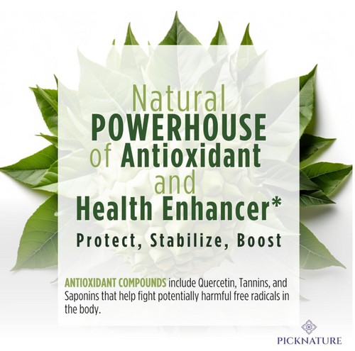 Organic Dried Soursop Tea Leaves | 1.76 oz (100+ Cups) | Smooth tea for detox