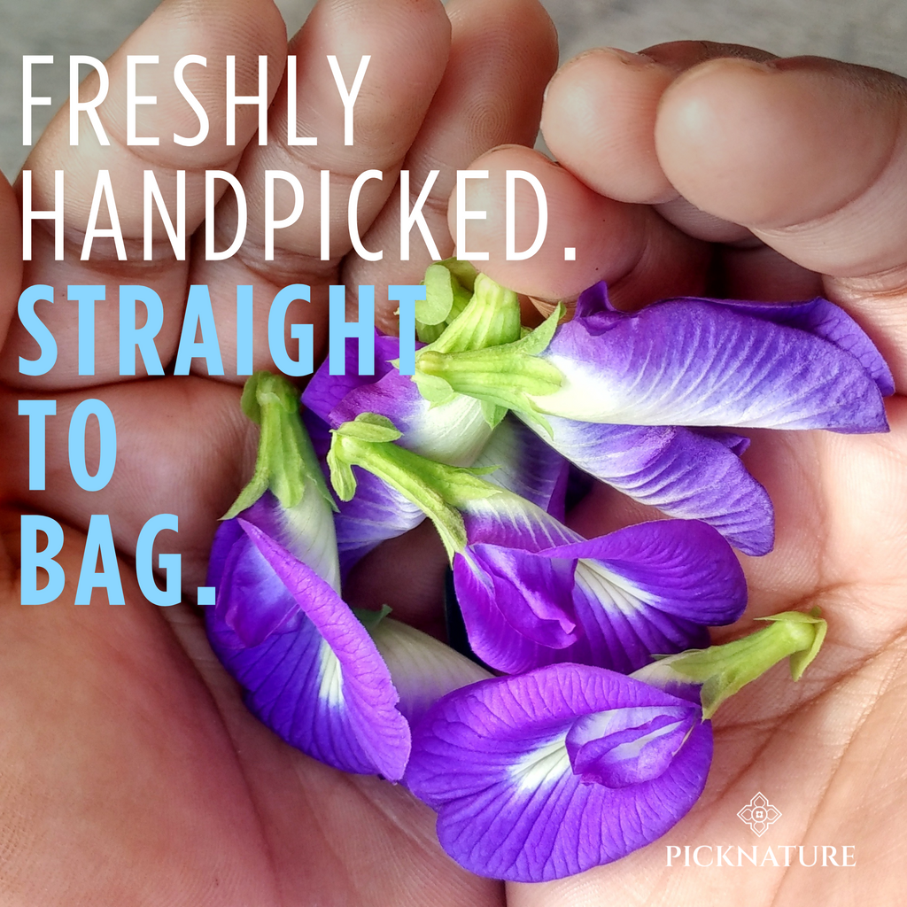 Butterfly Pea Tea | 3.50 oz (300+ cups) | Best value for daily wellness rituals