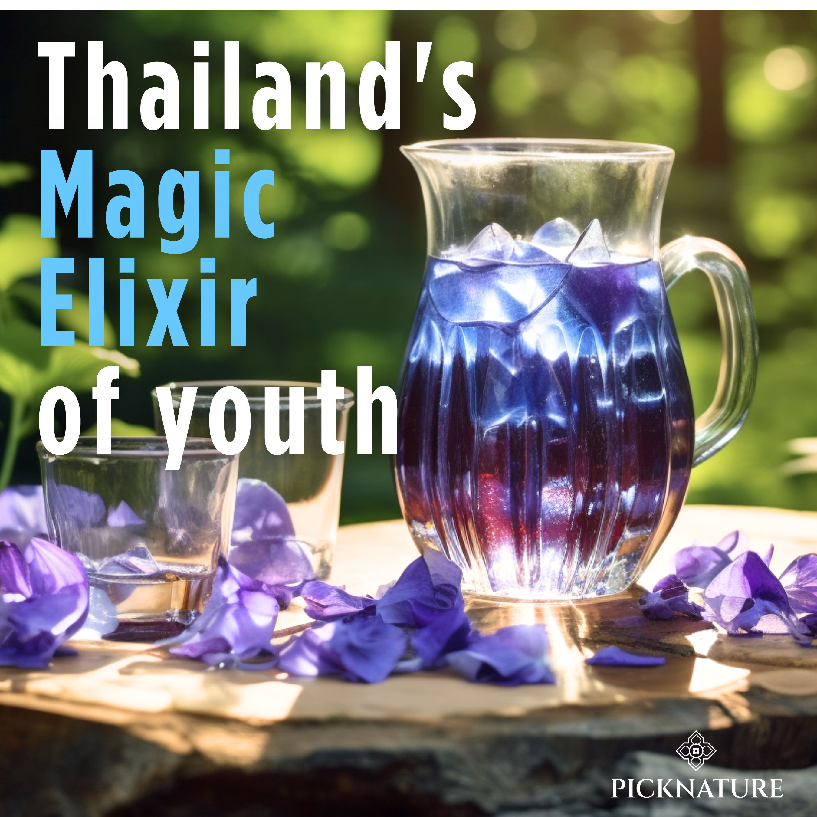 Butterfly Pea Tea | 3.50 oz (300+ cups) | Best value for daily wellness rituals